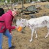 Sami experience and dinner at Snowhotel, Sep - Nov (KS33) – Bild 10