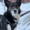 Kirkenes Borderland - the Snowhotel - Sami experience, Dec - April (KP06) - Bilde 11